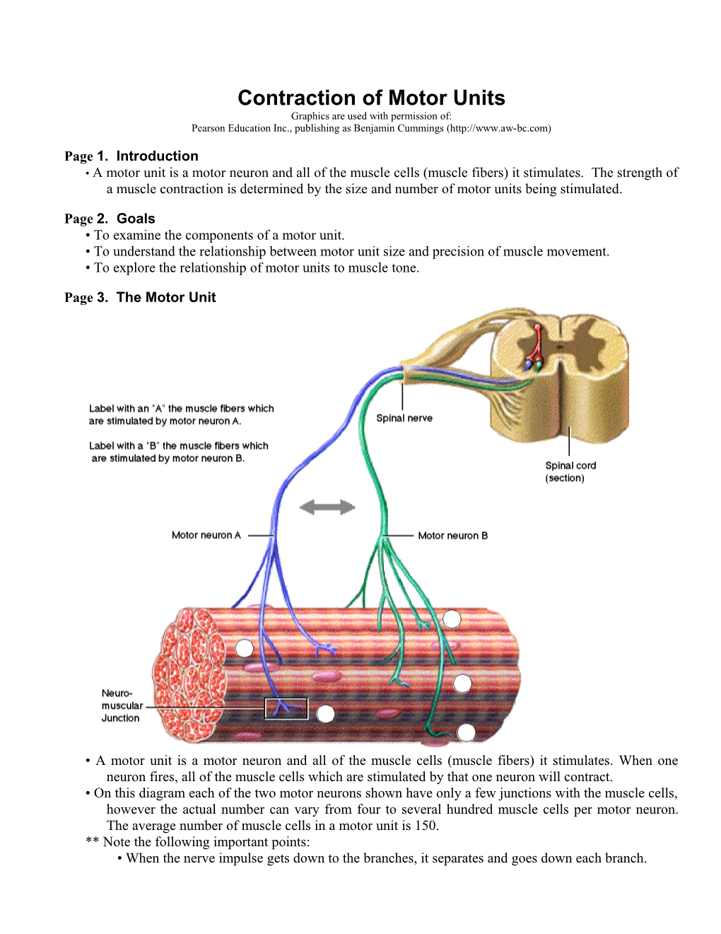 Contraction of Motor Units