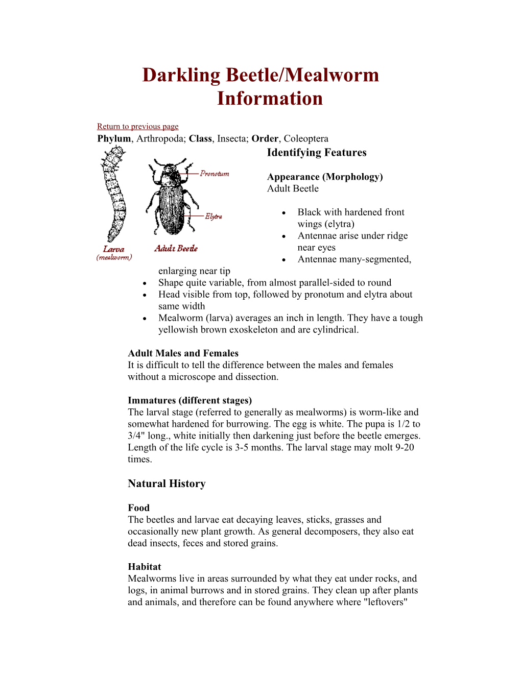 Darkling Beetle/Mealworm Information
