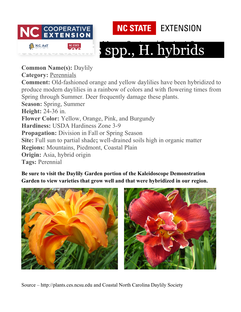 Hemerocallis Spp., H. Hybrids