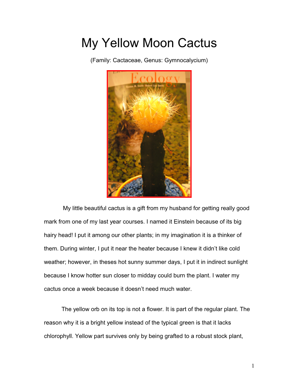 My Yellow Moon Cacti (Family: Cactaceae , Genus: Gymnocalycium)