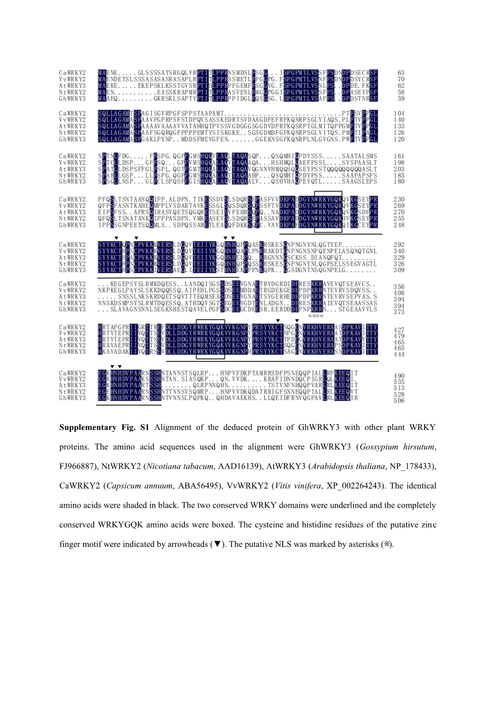 Supplementary Table S1. the Primers Used in the Present Study