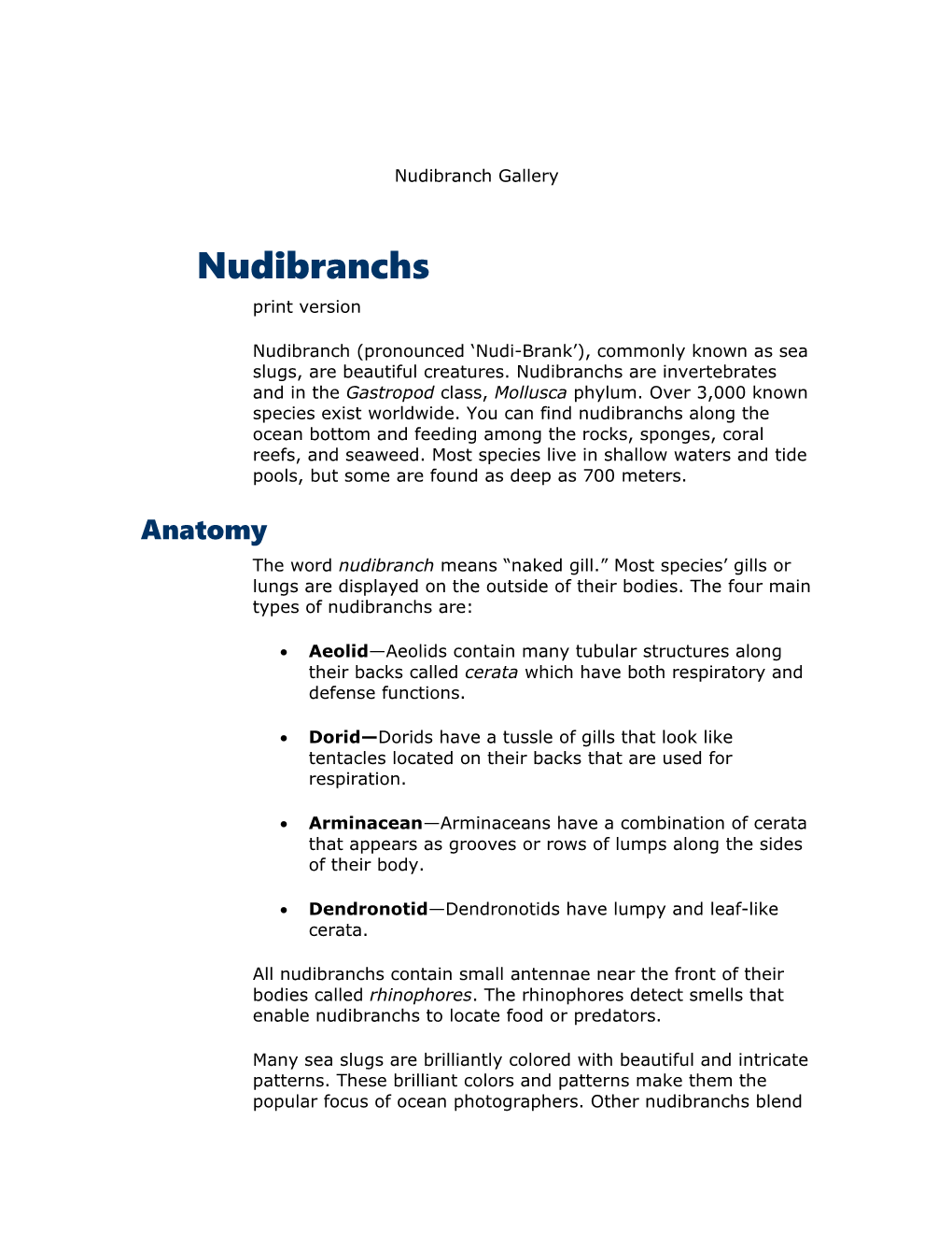 Nudibranch Gallery
