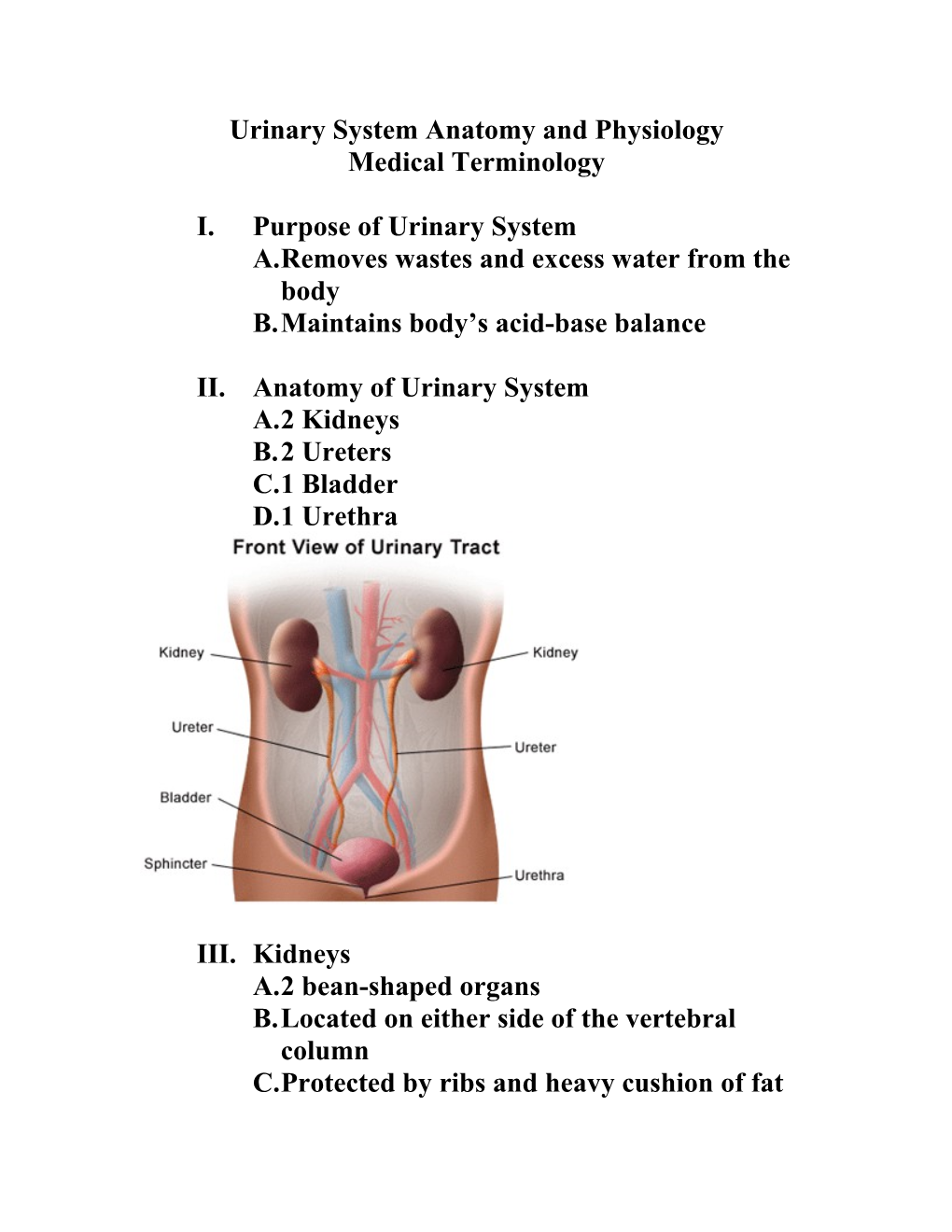 Urinary System Anatomy and Physiology