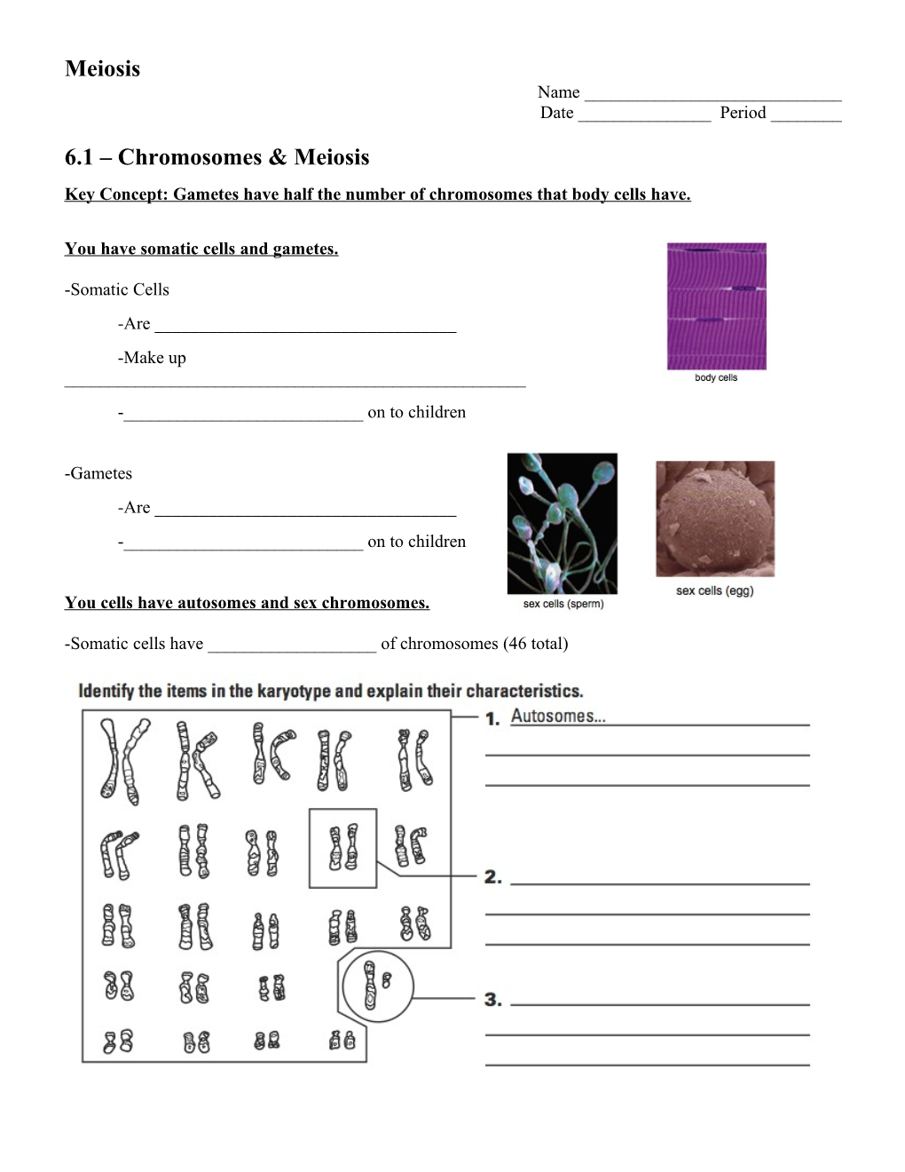 Key Concept: Gametes Have Half the Number of Chromosomes That Body Cells Have