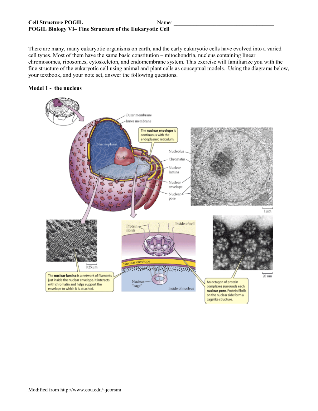 POGIL Biology I Introduction to Life on Earth