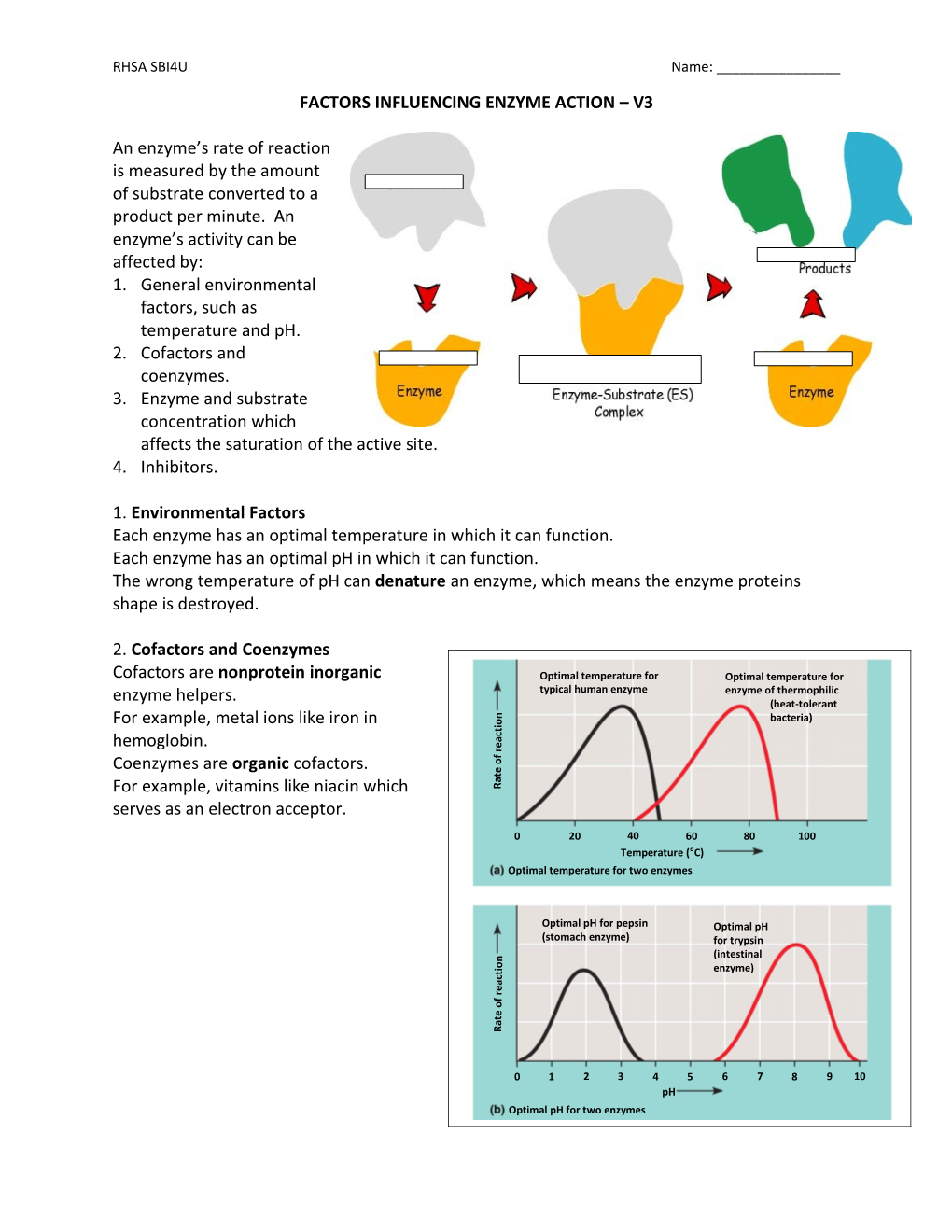 Factors Influencing Enzyme Action