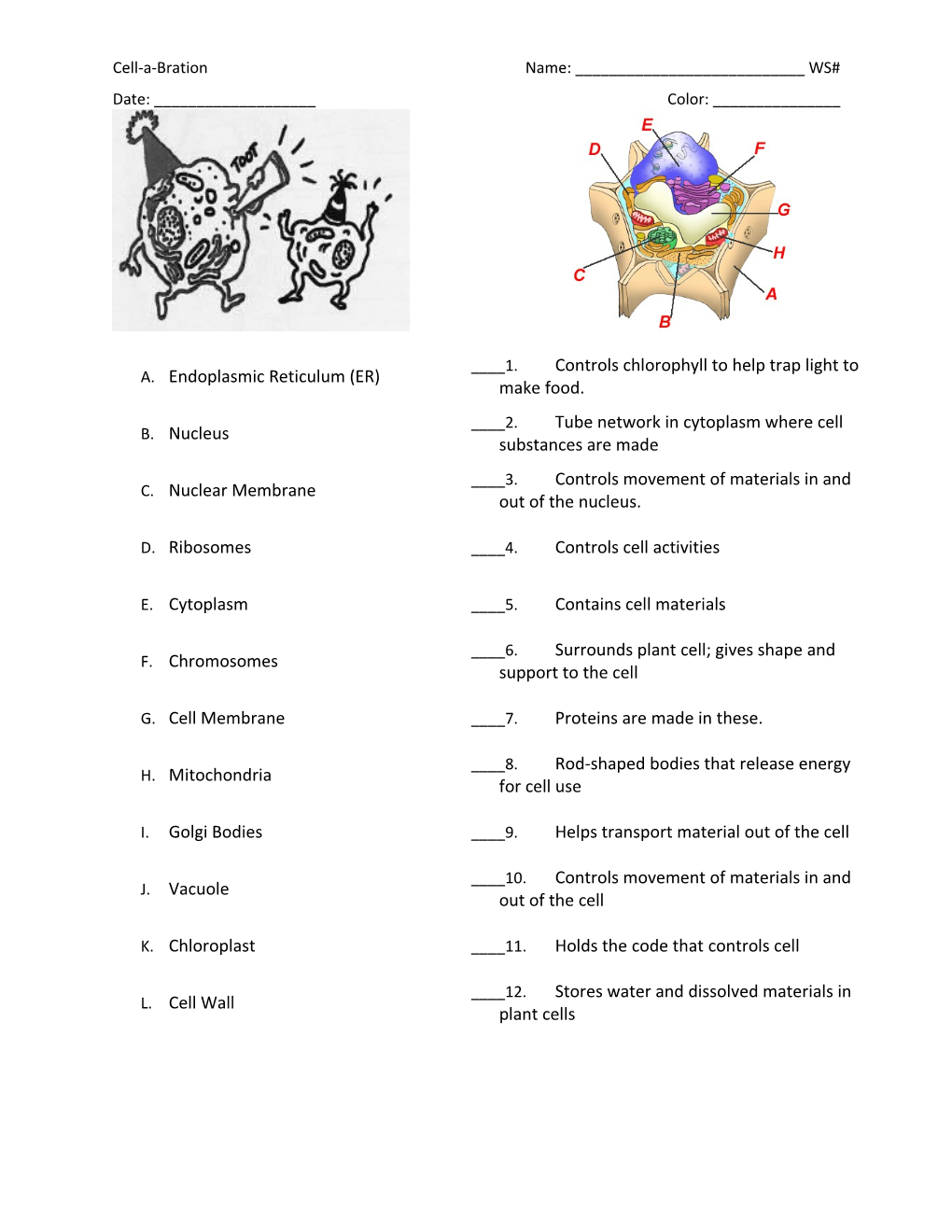 Cell Parts and Their Jobs