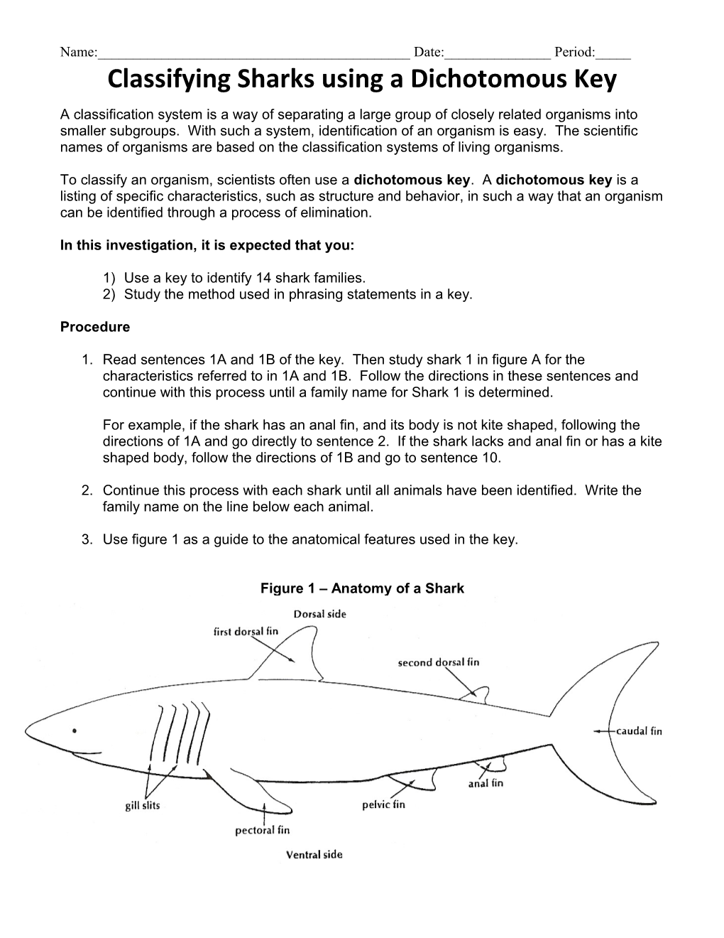 Classifying Sharks Using a Dichotomus Key