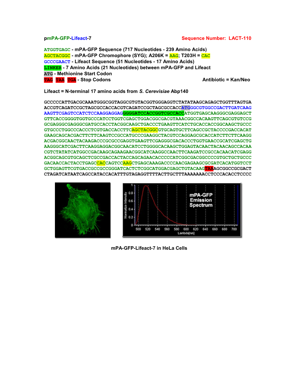 Mpa-GFP Lifeact Clone 1 CMV Counted - Good