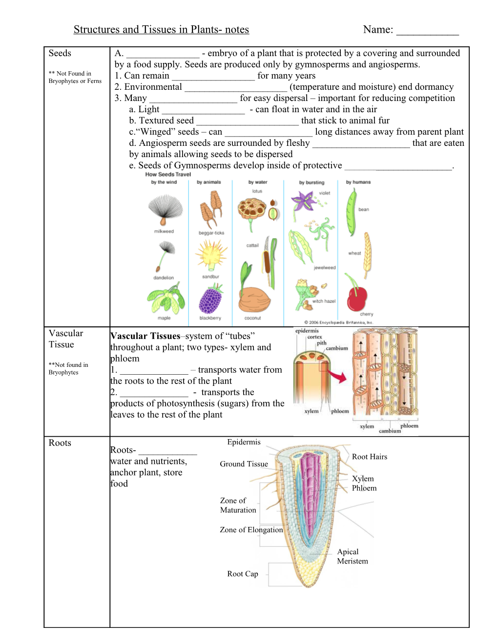 Structures and Tissues in Plants- Notes