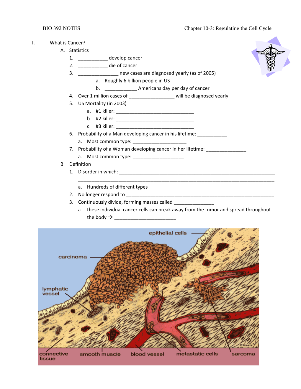 BIO 392 NOTES Chapter 10-3: Regulating the Cell Cycle