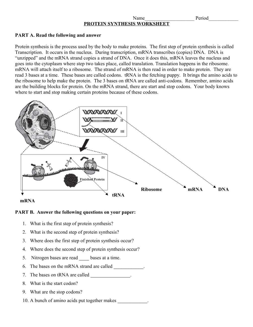 Protein Synthesis Worksheet s1