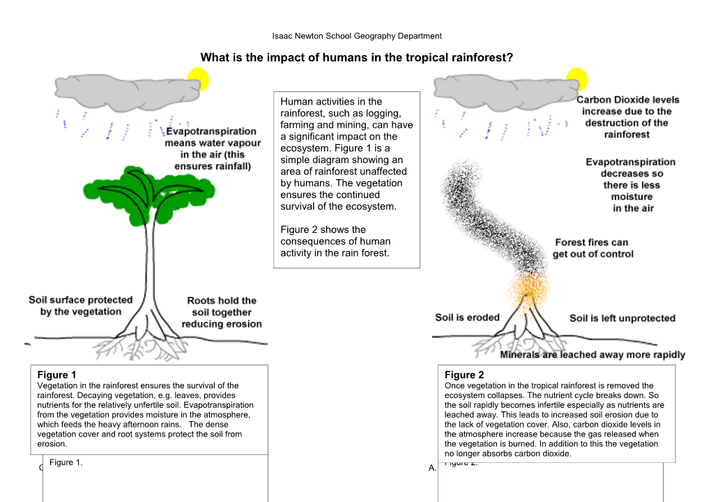 What Is the Impact of Humans in the Tropical Rainforest