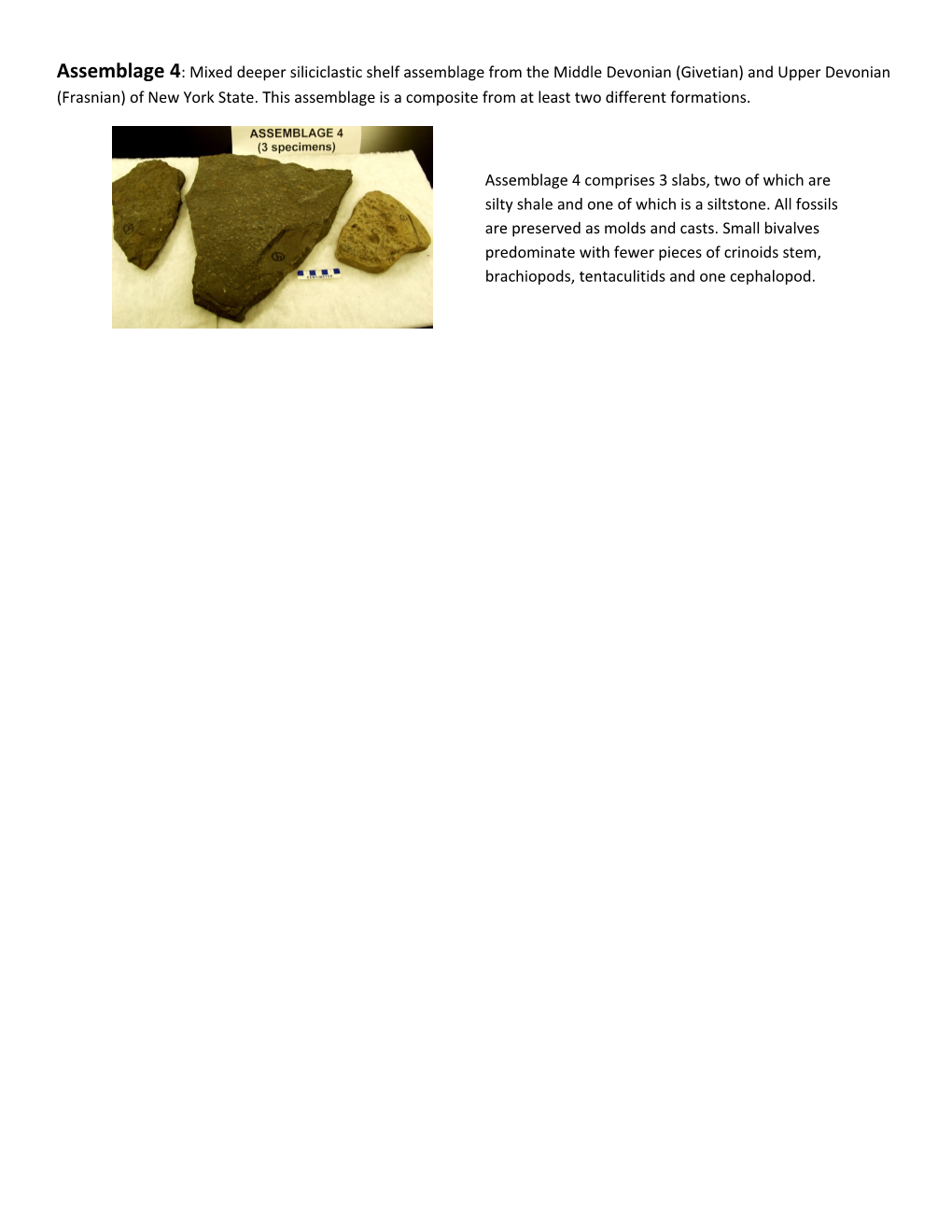 Paleoecology Lab: Description of Assemblages
