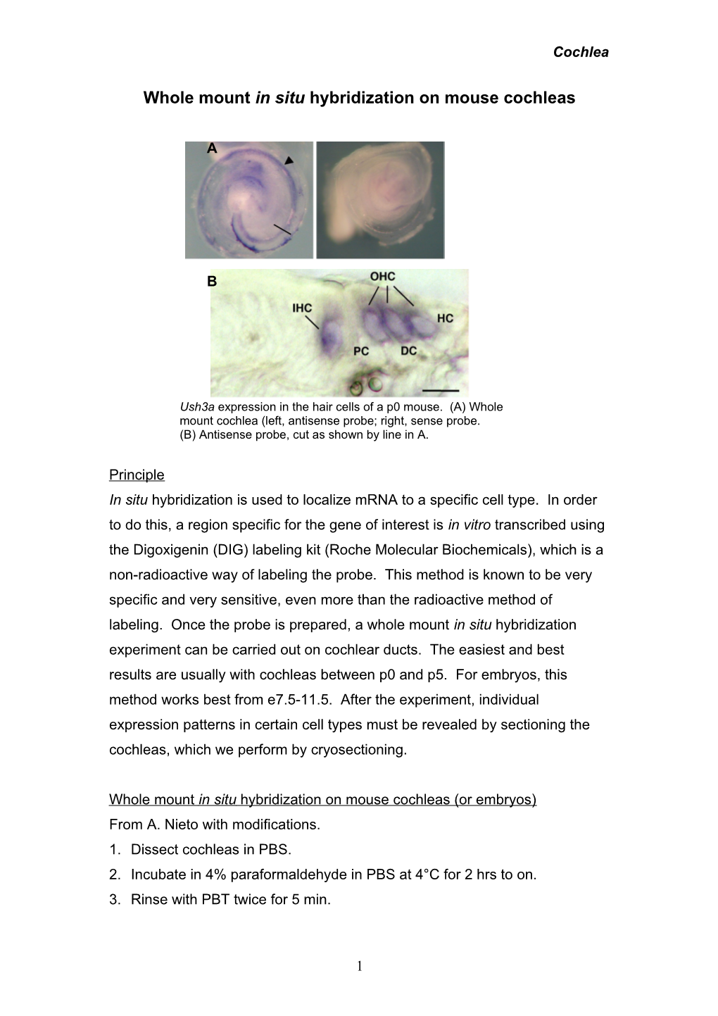 Whole Mount in Situ Hybridization on Mouse Cochleas